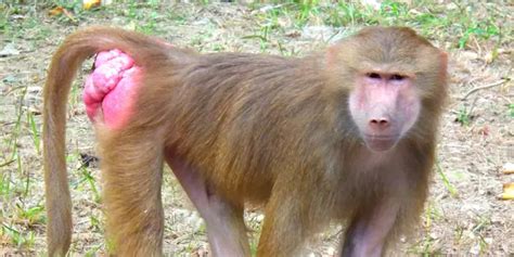 monkey red butt|7 RED BUTT Monkeys: Species, Traits & Behaviors .